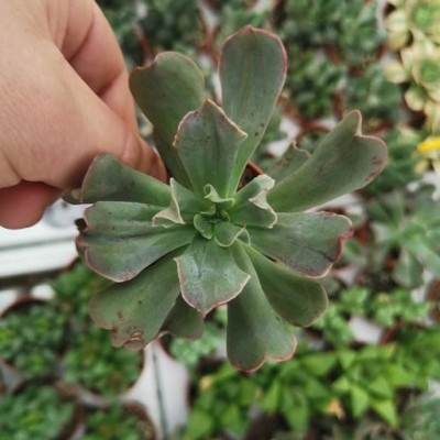 Suculenta verde com bordas vermelhas segurada por uma mão