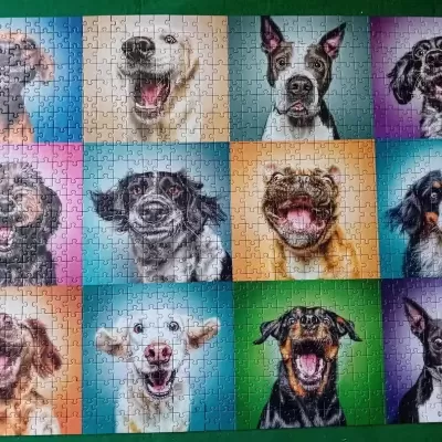 Puzzle com 12 imagens de cães sorridentes sobre fundos coloridos variados.
