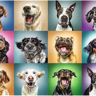 Colagem de 12 cães felizes com fundos coloridos