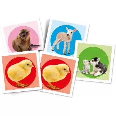 Cartões com imagens de animais destacadas em círculos coloridos
