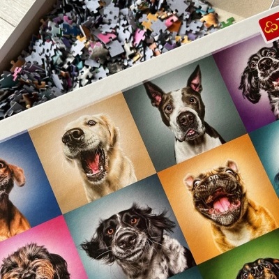 Puzzle com imagens de cães de várias raças em fundos coloridos