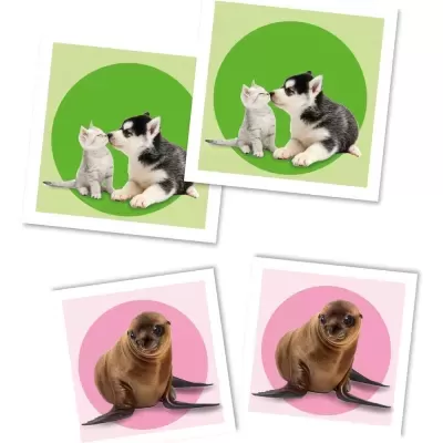 Filhote de cão preto e branco com gato cinza em fundo verde e dois leões-marinhos jovens em fundo rosa