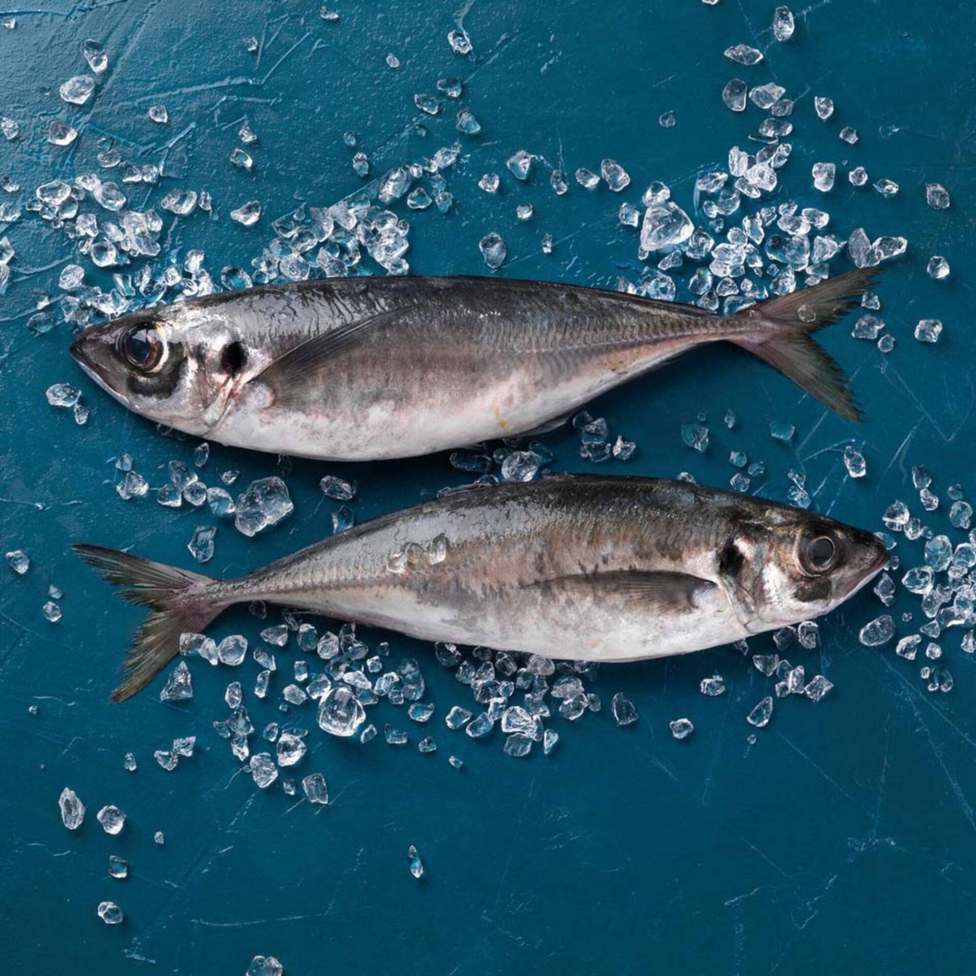 CHICHARRO FUMADO - FILETE - DOS AÇORES Dois peixes frescos prateados em superfície azul com cubos de gelo.