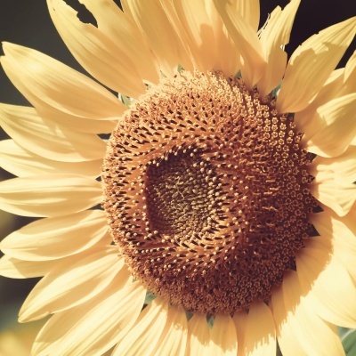 close-up de girassol amarelo com centro castanho