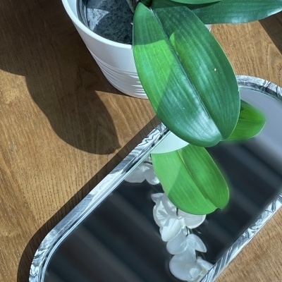 Planta em vaso branco ao lado de espelho com folhas e flores refletidas