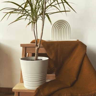 Vaso branco com planta em cadeira de madeira com manta castanha