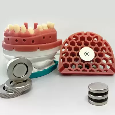 Dental model with teeth, red hexagonal piece, and metal rings on white surface
