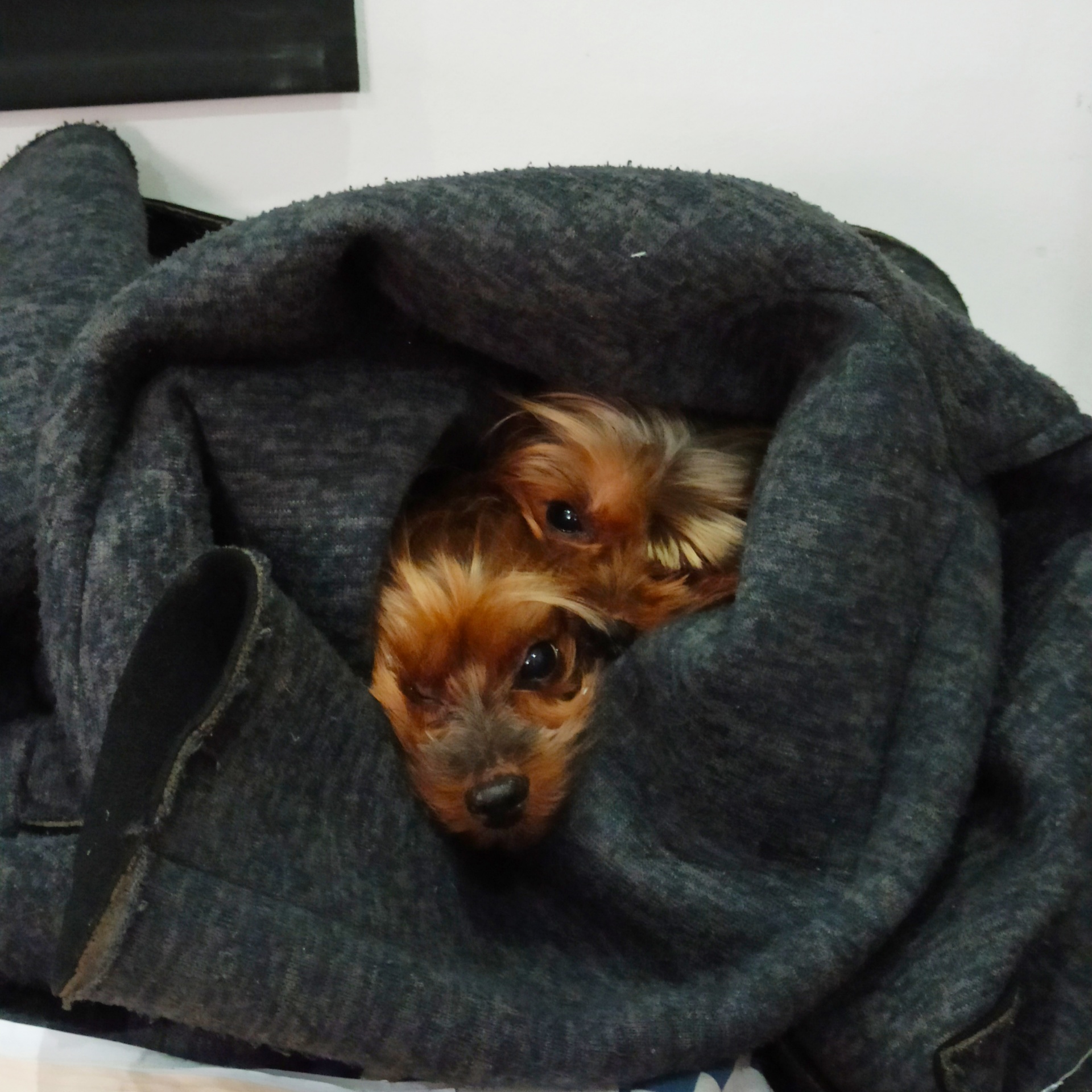 Dois cães pequenos dentro de um casaco cinzento