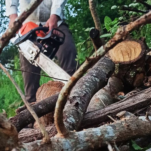 Serra elétrica a cortar troncos em ambiente externo com vegetação