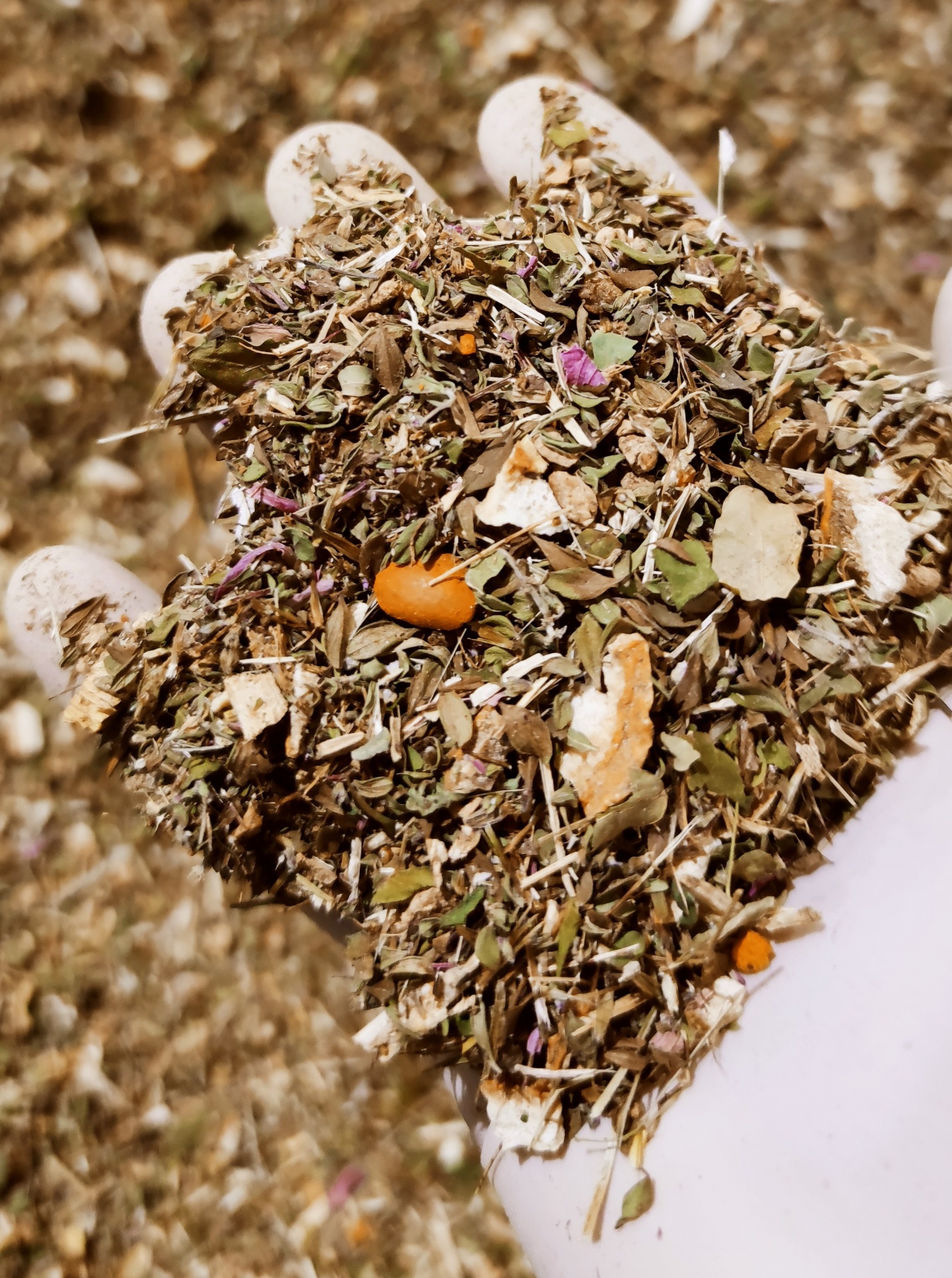 Mistura de ervas secas nas mãos com luva branca