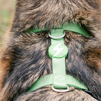 Coleira peitoral verde com símbolo de raio em cão com pelagem castanha e preta no exterior