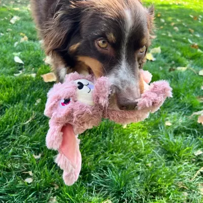 Cão com brinquedo macio rosa na boca no relvado