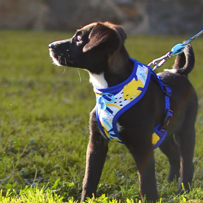 Cão com peitoral azul e trela em relvado