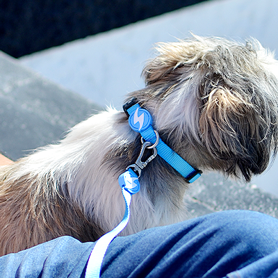Coleira azul para cão com padrão branco e azul, presa a trela azul, cão de pelo castanho e branco sentado no colo de pessoa com jeans azuis