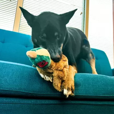Cão preto com patas castanhas no sofá azul turquesa com brinquedo de pelúcia