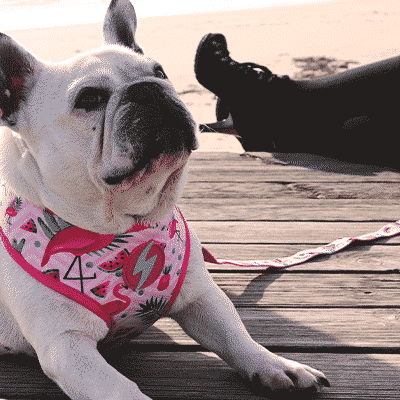 Cão com coleira cor-de-rosa com padrões geométricos deitado numa varanda de madeira junto à praia