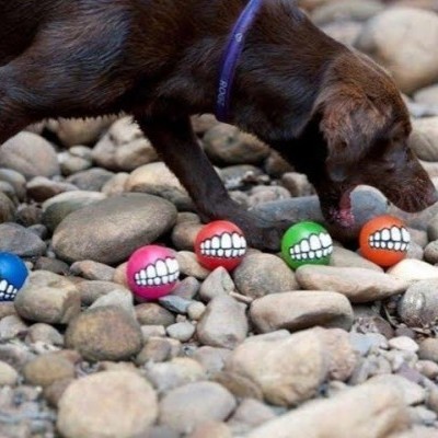 Cão castanho brincando com bolas coloridas com desenhos de bocas sorridentes no chão pedregoso