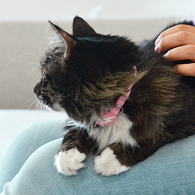 Gato preto e branco com coleira rosa no colo de pessoa sentada no sofá cinzento