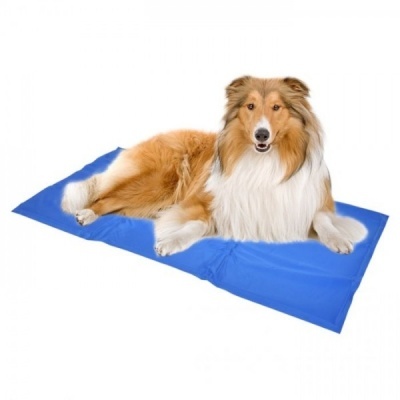 Cão collie de pelo longo deitado em tapete azul