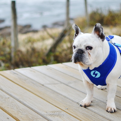 Bulldog francês com peitoral azul e trela numa passadeira de madeira perto do mar