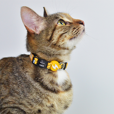 Gato malhado com colar preto e amarelo e dispositivo retangular.