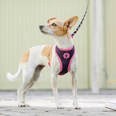 Cão pequeno com peitoral rosa e trela junto a pessoa com calças de ganga e sapatos brancos na rua