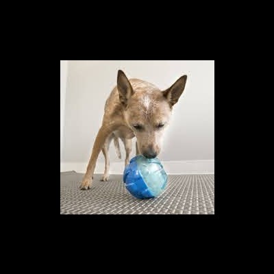 Cão castanho claro a brincar com bola azul em piso cinza