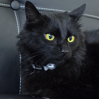 Gato preto com olhos amarelos sentado num sofá de couro preto.
