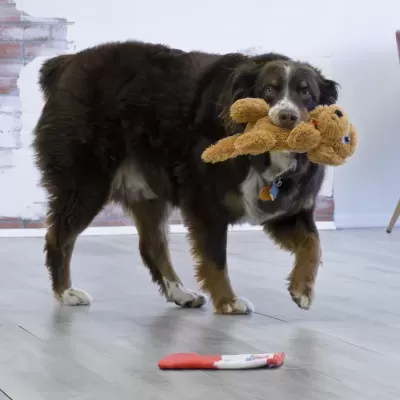 Cão a segurar brinquedo de pelúcia castanho na boca dentro de casa