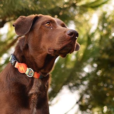Colar para cão alaranjado com padrão floral e placa metálica, visto em cão castanho ao ar livre