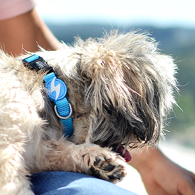 Colar azul para cão num cão de pelo comprido junto a uma pessoa com camisa rosa