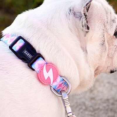 Gola colorida para cão com fecho preto e pendente cor-de-rosa