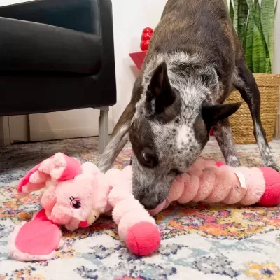 Cão a morder brinquedo de peluche cor-de-rosa em tapete colorido perto de sofá e plantas