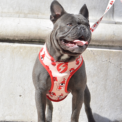 Buldogue francês cinza com peitoral vermelho e trela na rua junto a parede clara