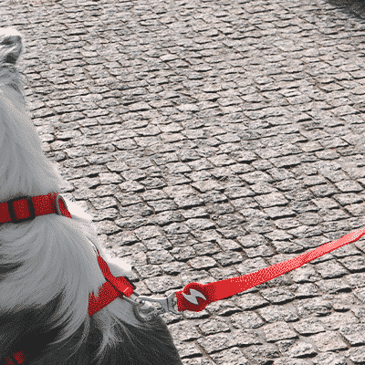 Cão preto e branco com peitoral vermelho e trela a passeio numa calçada irregular