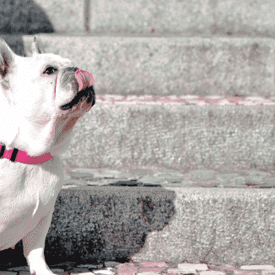 Bulldog Francês branco com coleira e trela cor-de-rosa sentado ao lado de escadas de pedra.
