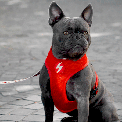 Cão com peitoral vermelho sentado em pavimento de pedra