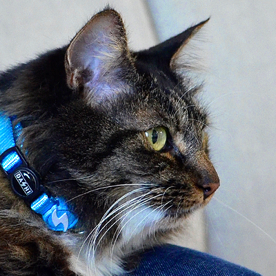 Gato com coleira azul e etiqueta preta