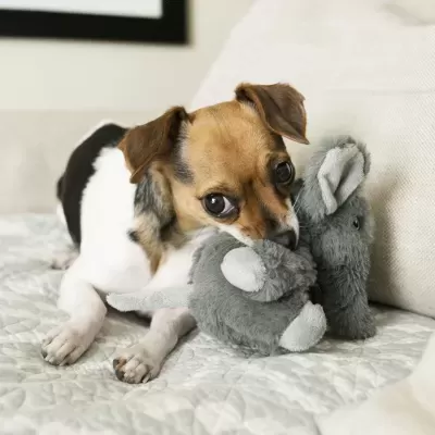 Cão pequeno a morder brinquedo de pelúcia cinzento no sofá