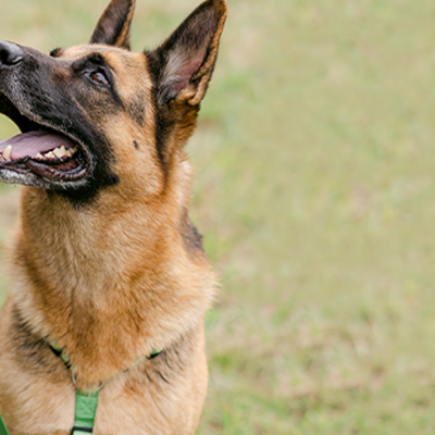 Cão pastor-alemão com trela verde ao lado de pessoa em campo de relva