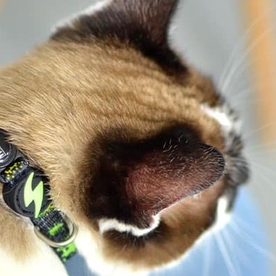 Gato com coleira preta e verde, texto BE SAFE visível