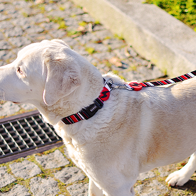 Cão branco com coleira e trela vermelha a passear em calçada de pedra