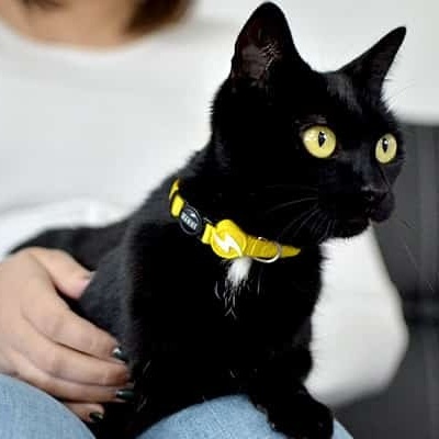 Gato preto com coleira amarela sentado no colo de uma pessoa