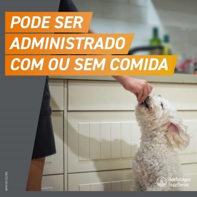 Pessoa a dar comprimido a cão branco em cozinha com texto promocional e logo Boehringer Ingelheim