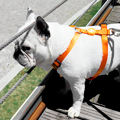 Cão bulldog francês com coleira e peitoral laranja a olhar para o lado em ambiente exterior