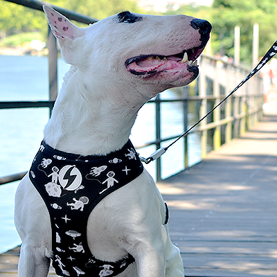 Cão com coleira e arnês pretos com desenhos brancos numa passadeira de madeira junto à água