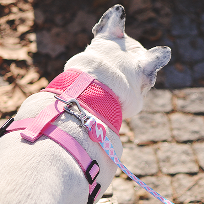 Coleira e peitoral vermelho e rosa num cão com trela azul em solo de pedra