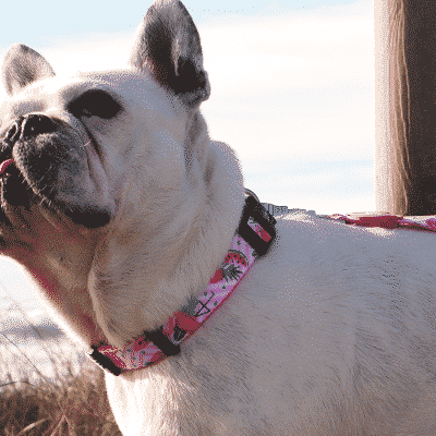 Colar e trela para cão com padrão floral rosa e preto em cão branco ao ar livre