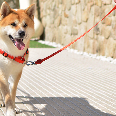 cão com trela vermelha e arnês a passear numa calçada ao ar livre