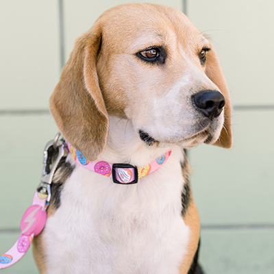 Cão Beagle com coleira e trela de donuts coloridos frente a azulejos verdes